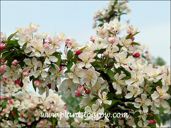 Autumn Glory Ornamental Crabapple (Malus)
dark red buds with blushed flowers